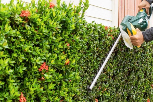 Worker or labor man hand using electrical hedge clippers for cutting and decorate bushes .Shrub pruning, gardening, Home and garden concept.